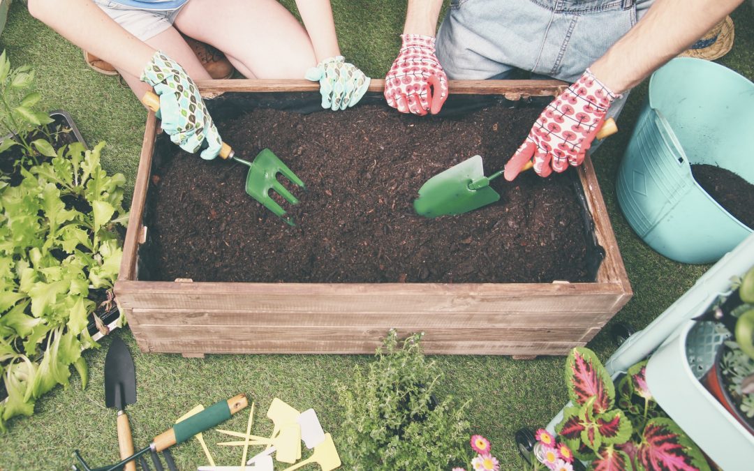 Growing Your Salad Veggies In Containers