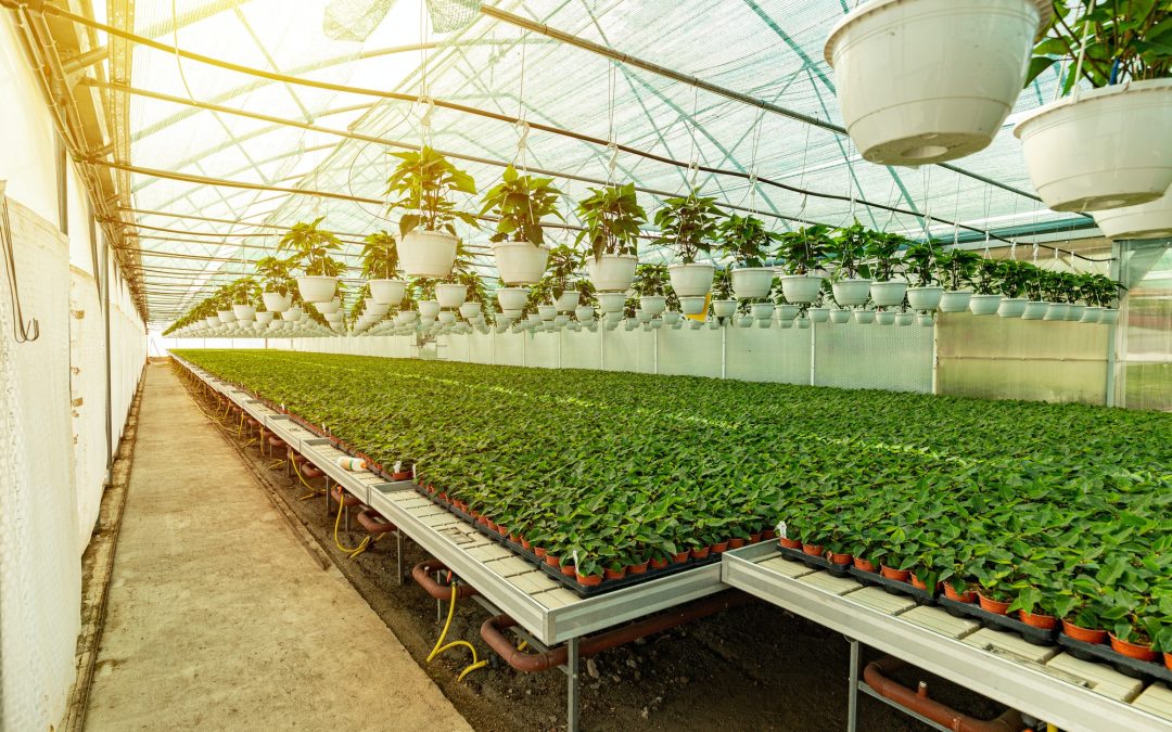 Indoor Herb Gardens