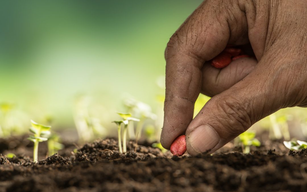 Emergency Seed Kits