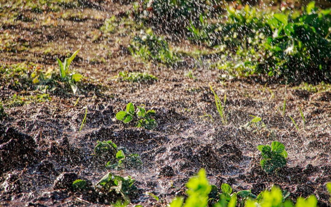 Planning For A Rain Collector