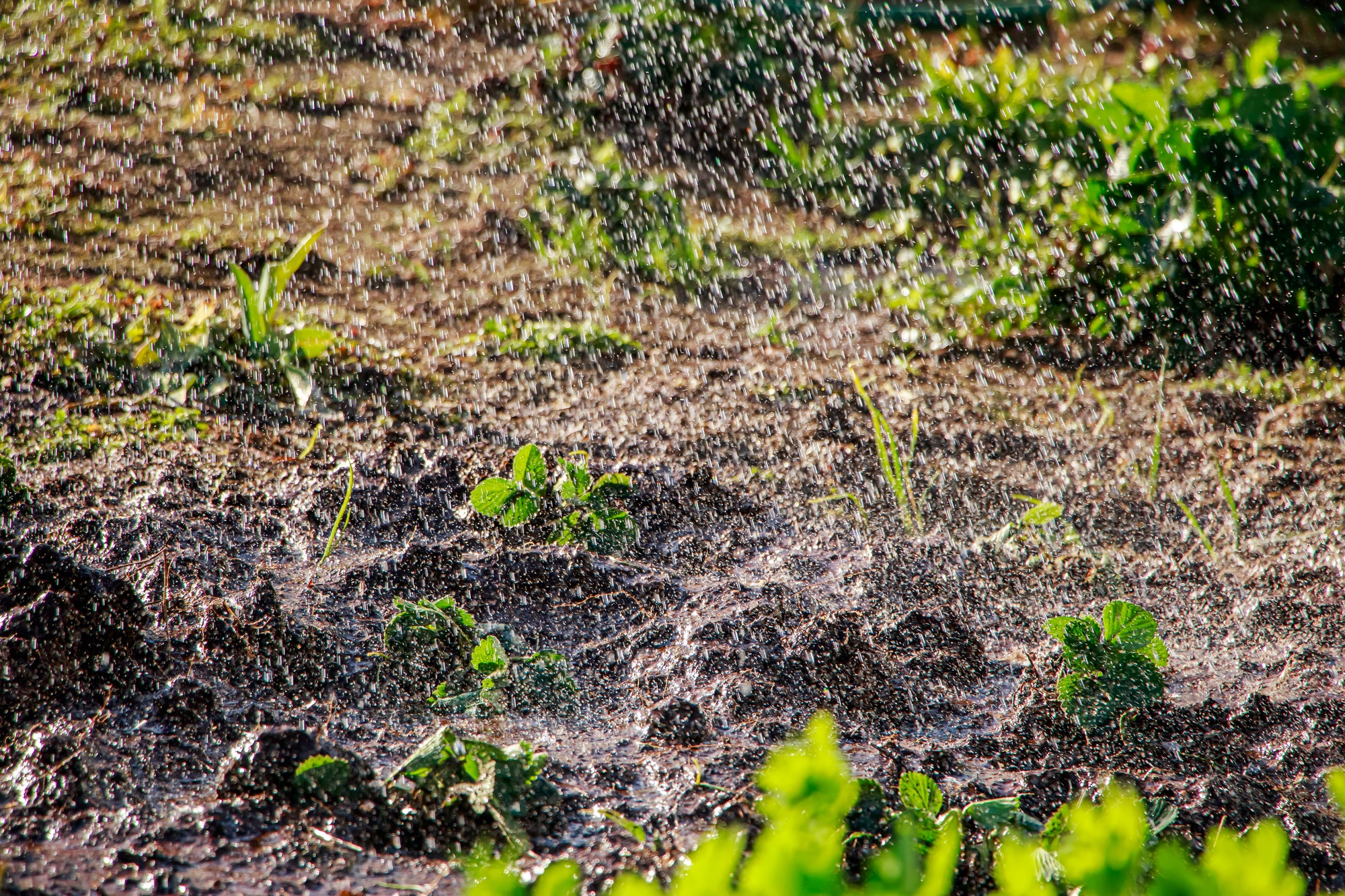 Splashing water in the sun. Summer rain. Seedlings grow in the garden.